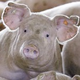 Illustration for article titled Hog Heaven